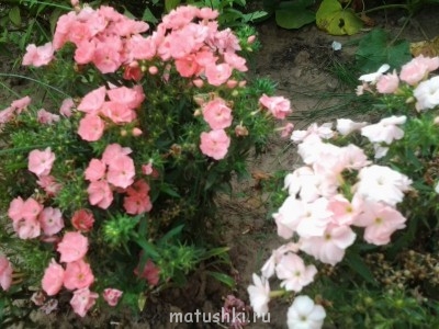 Помогите определить растение - Фото0376.jpg