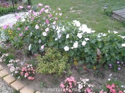 Помогите определить растение - Фото0377.jpg