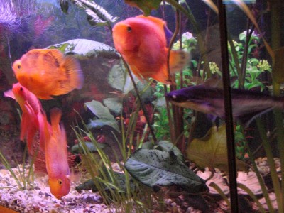 Аквариум. - DSC01531.JPG