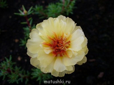Помогите определить растение - 6_Portulaca.jpg