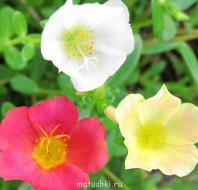 Помогите определить растение - 4_Portulaca.jpg