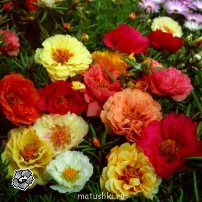 Помогите определить растение - portula2.jpg