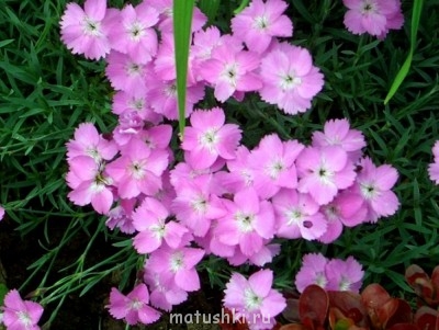 Помогите определить растение - dc040094abee06679345e575a5e5c5da.jpg