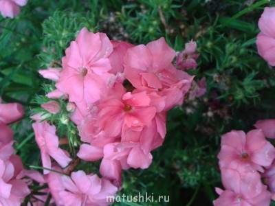 Помогите определить растение - 2014-08-25 16.56.39.jpg