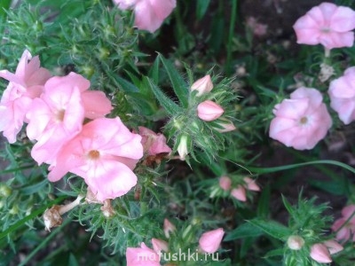 Помогите определить растение - 2014-08-25 16.56.26.jpg