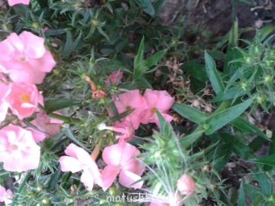 Помогите определить растение - 2014-08-25 16.56.49.jpg