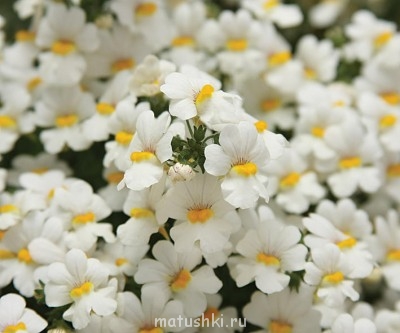 Помогите определить растение - 118399.jpg