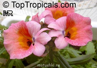 Помогите определить растение - nemesia_strumosa4010 (1).jpg