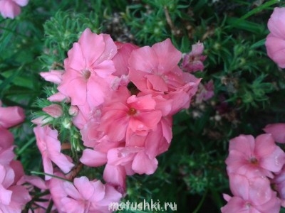 Помогите определить растение - 2014-08-25 16.56.39.jpg