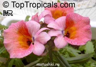 Помогите определить растение - nemesia_strumosa4010 %281%29.jpg