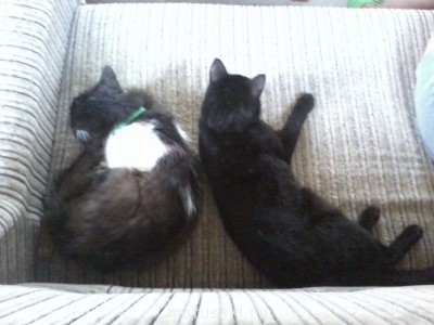 Любимая кошатинка  - Фото1048.jpg