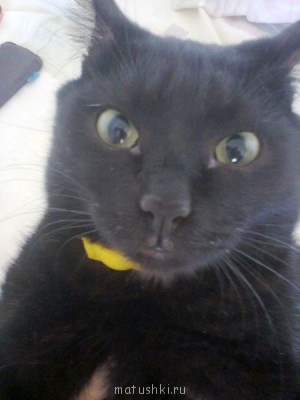 Любимая кошатинка  - фотоа0016.jpg