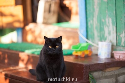 Любимая кошатинка  - IMG_5541.jpg