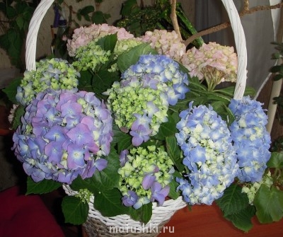 Помогите определить растение - DSCN2465.jpg