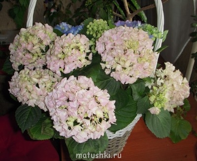 Помогите определить растение - DSCN2466.jpg