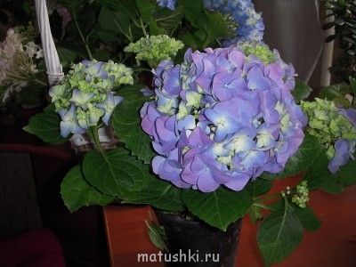 Помогите определить растение - DSCN2467.jpg