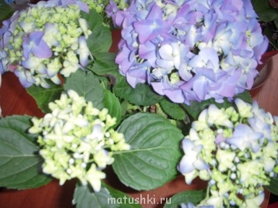 Помогите определить растение - DSCN2468.jpg