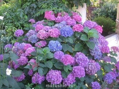 Помогите определить растение - AUIOPK2Q.jpg