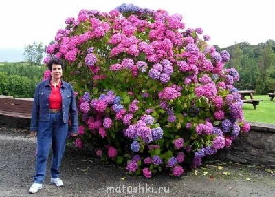 Помогите определить растение - Hydrangea.watermouth.arp.750pix.jpg