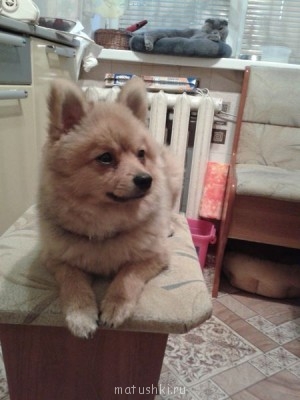 А мы купили щенка - 20140905_201330.jpg