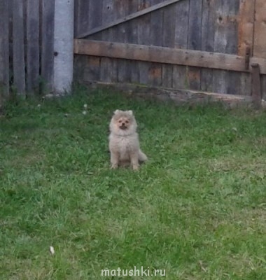 А мы купили щенка - 20140723_212804.jpg