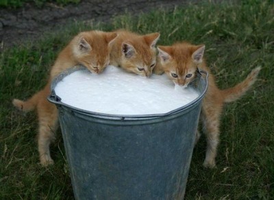 Любимая кошатинка  - cCLSMPh6lmc.jpg