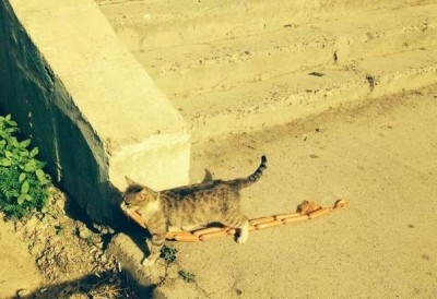 Любимая кошатинка  - qdR0c6uvE6w.jpg