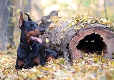 Любимая кошатинка  - jScagI6lw3Y.jpg