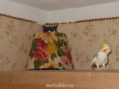 Любимая кошатинка  - в засаде.jpg