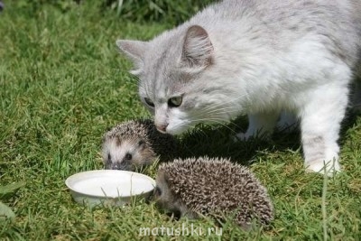 Любимая кошатинка  - конкуренты.jpg