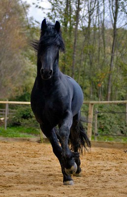 Исполнитель желаний - 434108655.jpg