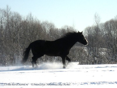 Исполнитель желаний - infa07010806.jpg