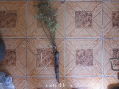 Наша дача - IMG_2486.JPG