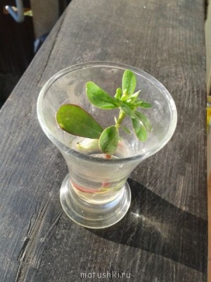 Из того, что выбрасываем сорняки и не только на огороде  - 2014-09-24 16.49.03.jpg