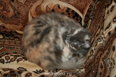 Любимая кошатинка  - IMG_0117.jpg