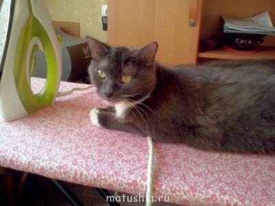 Любимая кошатинка  - 0_yZpDwxKgw.jpg