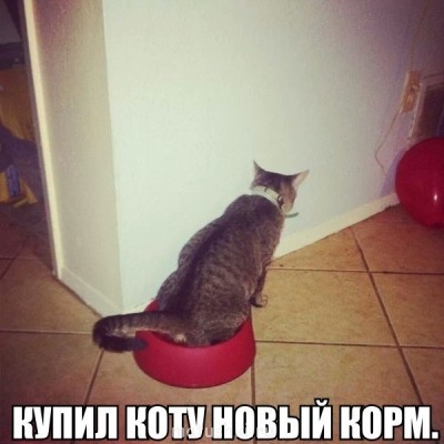 Любимая кошатинка  - GRLb9IPwoFc.jpg