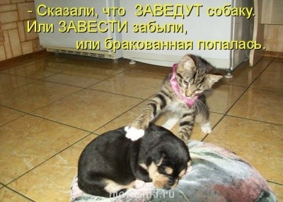 Любимая кошатинка  - dhj9UuAI3RA.jpg