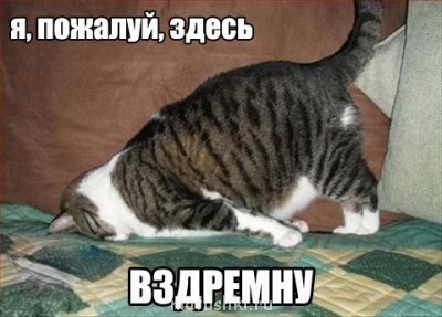 Любимая кошатинка  - g4HzHQ09r_c.jpg