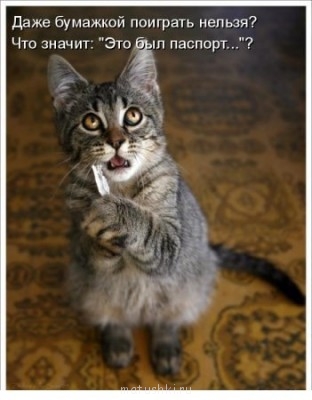 Любимая кошатинка  - gd_vIiJn3ho.jpg