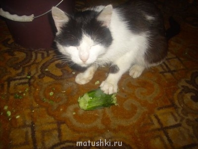 Любимая кошатинка  - getImage.jpg