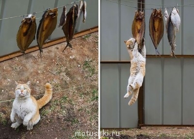Любимая кошатинка  - cat-thief-2.jpg