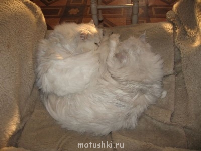 Любимая кошатинка  - IMG_0248.JPG