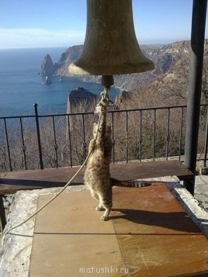 Любимая кошатинка  - OXj3iyyJs-c.jpg