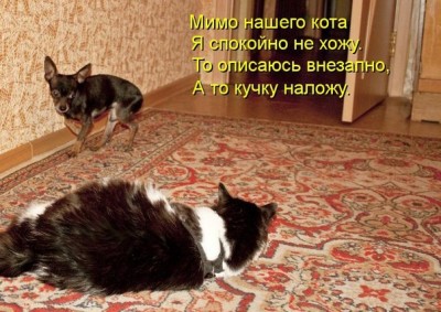 Любимая кошатинка  - 1H3Lv-V5gx8.jpg