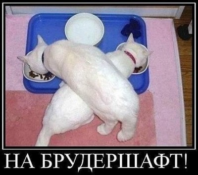 Любимая кошатинка  - OKkZhtMOUVk.jpg