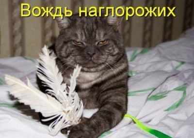 Любимая кошатинка  - VaRXeX1Ync4.jpg