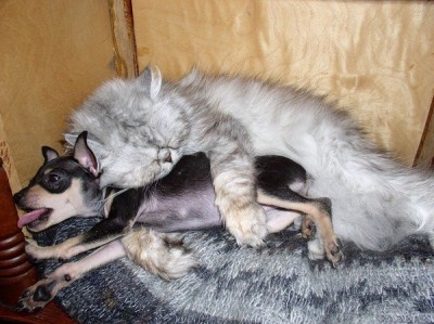 Любимая кошатинка  - TzwOByIcJew.jpg