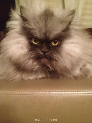 Любимая кошатинка  - image.jpg