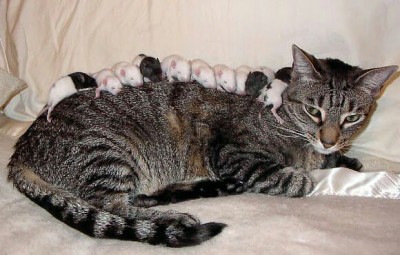 Любимая кошатинка  - а.jpeg